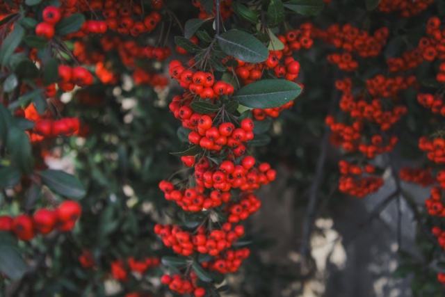 Haie défensive : protégez votre jardin naturellement