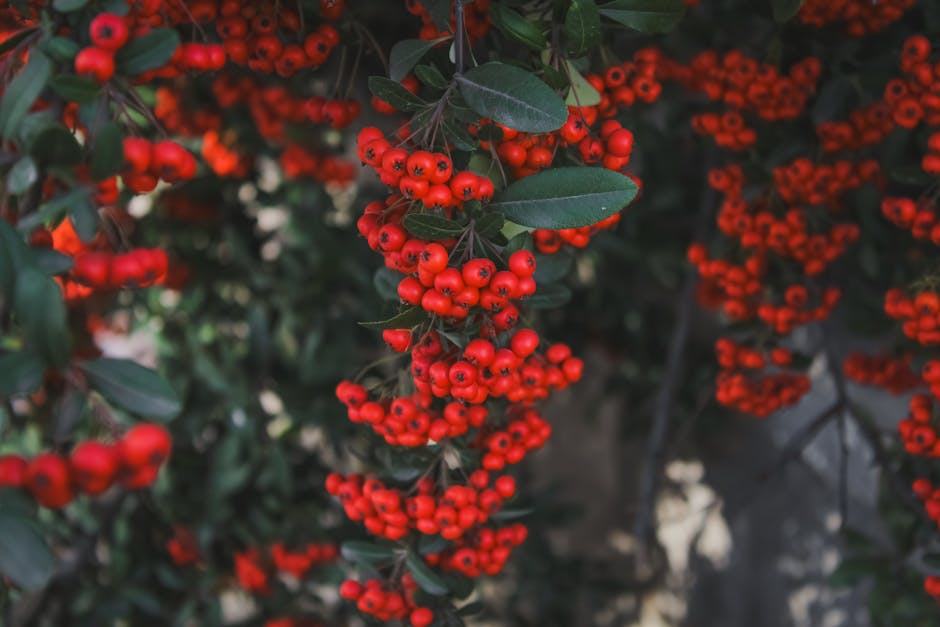 Haie Défensive contre les Cambrioleurs : Pyracantha et Autres